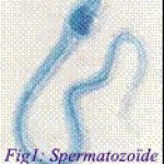 Fig1: Spermatozoïde